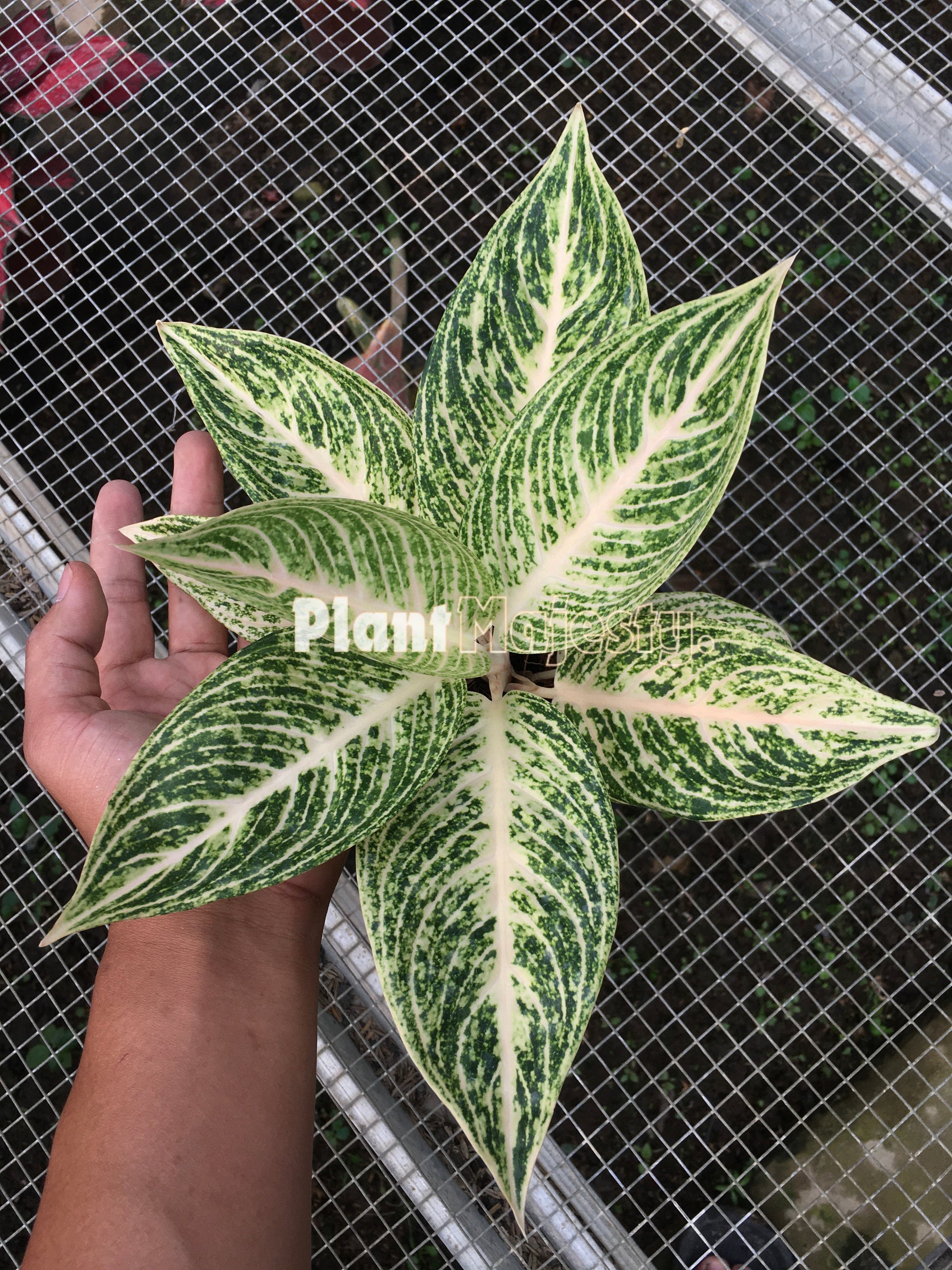 Aglaonema White Legacy, live aglaonema White Legacy, live aglaonema White Legacy plants, rare aglaonema White Legacy, rare aglaonema White Legacy live plants, tropical aglaonema White Legacy live plants, wholesale aglaonema White Legacy, outdoor plant, indoor plants, winter plants, summer plants, spring plants, houseplants, rare aglaonema White Legacy live plants, live aglaonema White Legacyrare plants