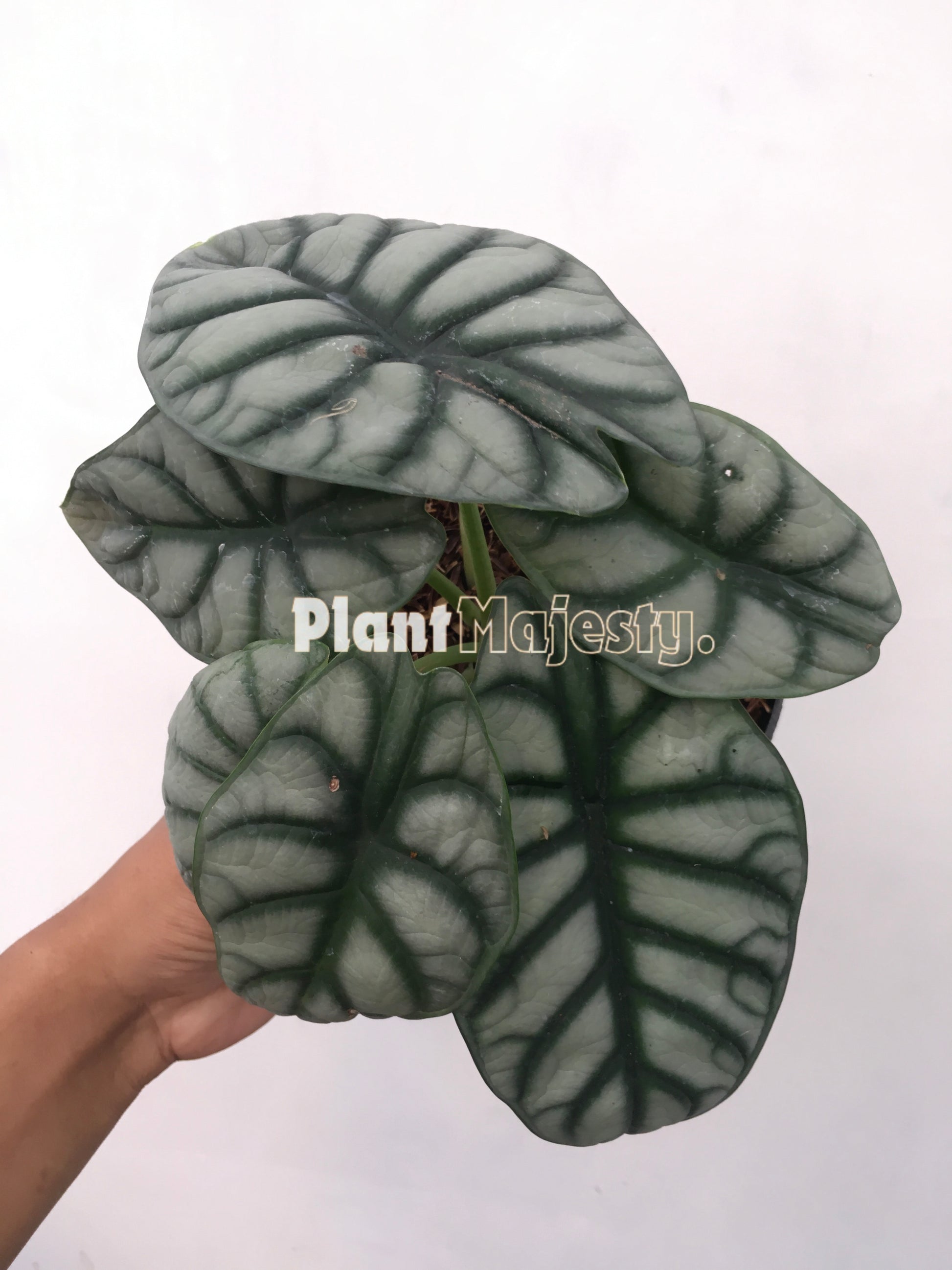 Alocasia Dragon Silver, live Alocasia Dragon Silver, live Alocasia Dragon Silver  plants, rare Alocasia Dragon Silver, rare Alocasia Dragon Silver  live plants, tropical Alocasia Dragon Silver  live plants, wholesale Alocasia Dragon Silver, outdoor plant, indoor plants, winter plants, summer plants, spring plants, houseplants, rare Alocasia Dragon Silver live plants, live Alocasia Dragon Silver rare plants