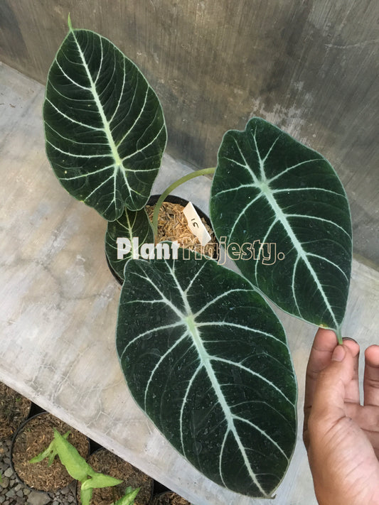 Alocasia Black Velvet, live Alocasia Black Velvet, live Alocasia Black Velvet plants, rare Alocasia Black Velvet, rare Alocasia Black Velvet live plants, tropical Black Velvet New Guinea Gold live plants, wholesale Black Velvet, outdoor plant, indoor plants, winter plants, summer plants, spring plants, houseplants, rare Alocasia Black Velvet live plants, live Alocasia Black Velvet rare plants