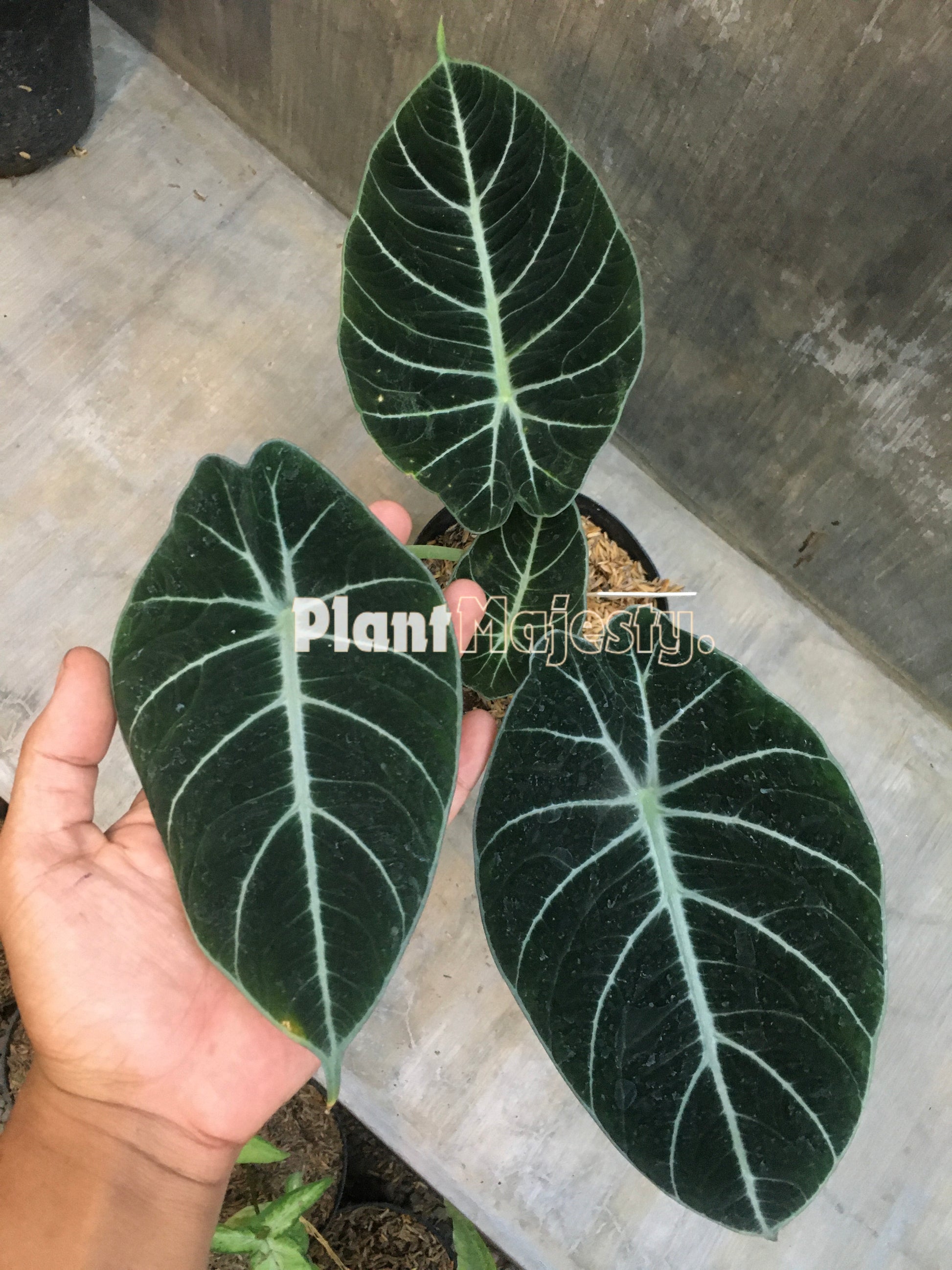 Alocasia Black Velvet, live Alocasia Black Velvet, live Alocasia Black Velvet plants, rare Alocasia Black Velvet, rare Alocasia Black Velvet live plants, tropical Black Velvet New Guinea Gold live plants, wholesale Black Velvet, outdoor plant, indoor plants, winter plants, summer plants, spring plants, houseplants, rare Alocasia Black Velvet live plants, live Alocasia Black Velvet rare plants