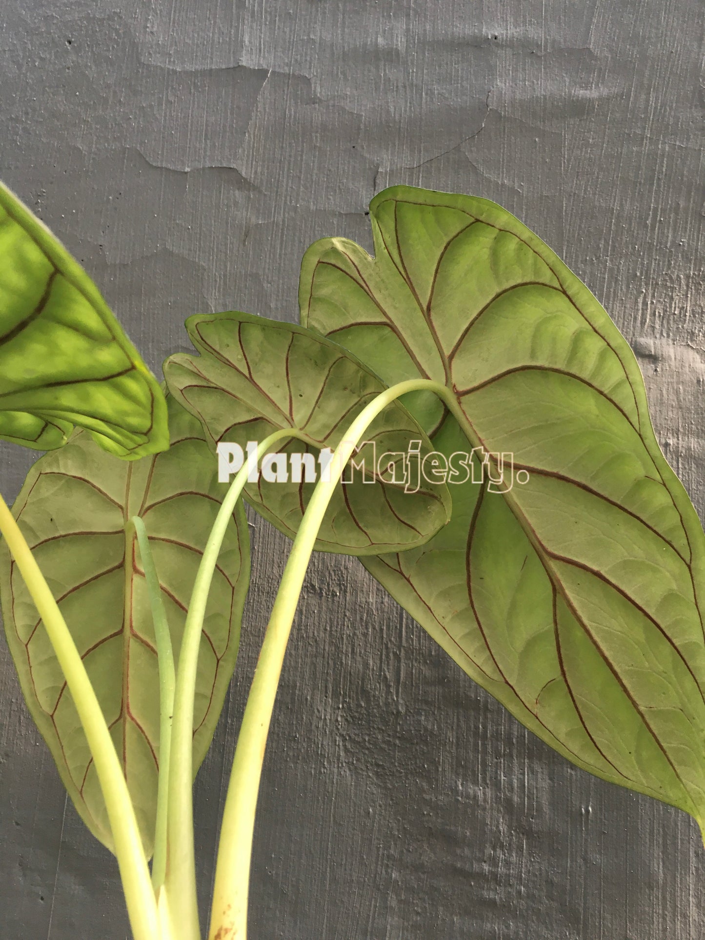 Alocasia Dragon Scale, live Alocasia Dragon Scale, live Alocasia Dragon Scaleplants, rare Alocasia Dragon Scale, rare Alocasia Dragon Scale live plants, tropical Alocasia Dragon live plants, wholesale Alocasia Dragon Scale, outdoor plant, indoor plants, winter plants, summer plants, spring plants, houseplants, rare Alocasia Dragon Scale live plants, live Alocasia Alocasia Dragon Scale rare plants