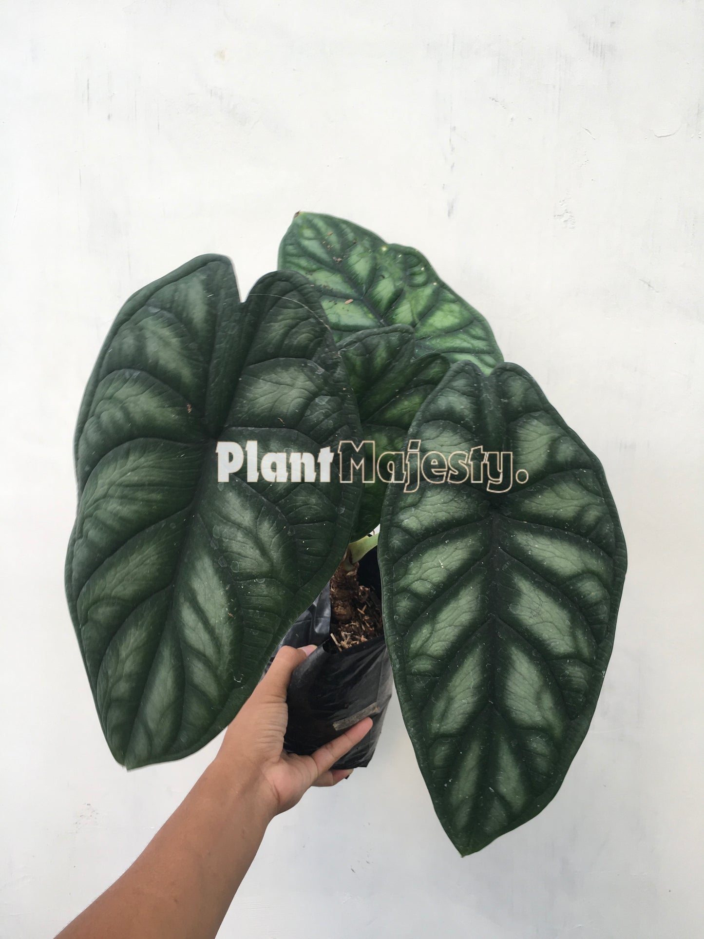 Alocasia Dragon Scale, live Alocasia Dragon Scale, live Alocasia Dragon Scale plants, rare Alocasia Dragon Scale, rare Alocasia Dragon Scale live plants, tropical Alocasia Dragon live plants, wholesale Alocasia Dragon Scale, outdoor plant, indoor plants, winter plants, summer plants, spring plants, houseplants, rare Alocasia Dragon Scale live plants, live Alocasia Alocasia Dragon Scale rare plants