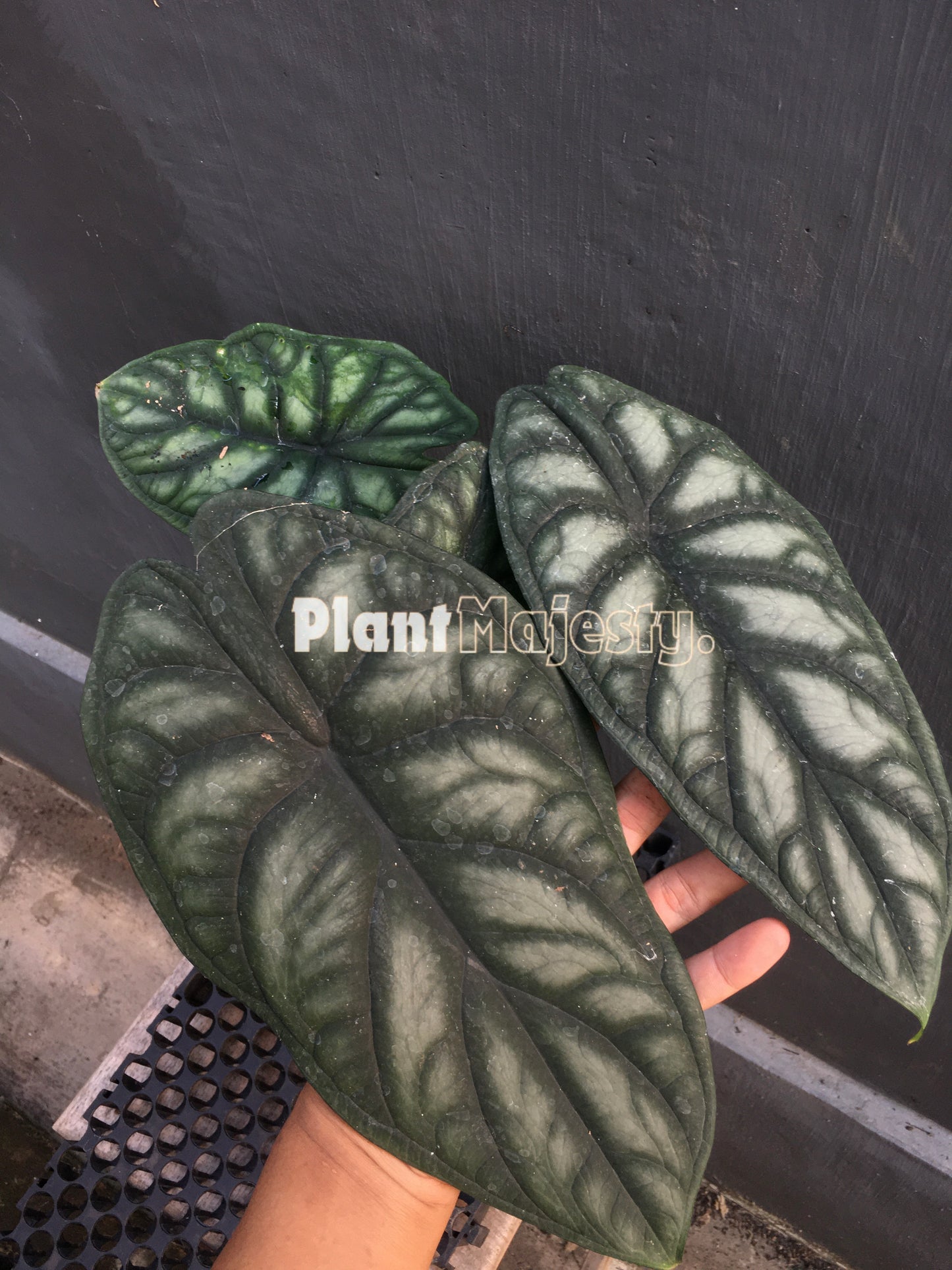 Alocasia Dragon Scale, live Alocasia Dragon Scale, live Alocasia Dragon Scaleplants, rare Alocasia Dragon Scale, rare Alocasia Dragon Scale live plants, tropical Alocasia Dragon live plants, wholesale Alocasia Dragon Scale, outdoor plant, indoor plants, winter plants, summer plants, spring plants, houseplants, rare Alocasia Dragon Scale live plants, live Alocasia Alocasia Dragon Scale rare plants