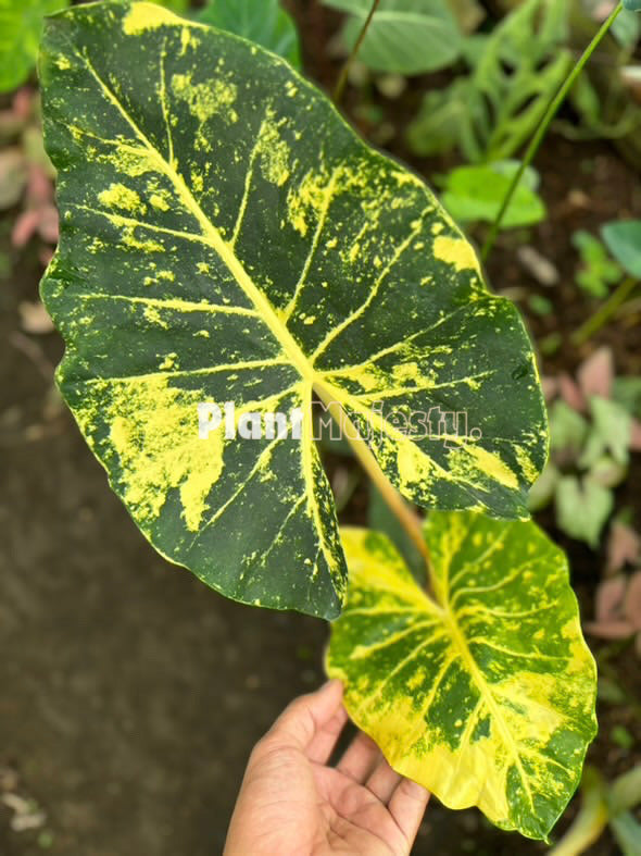 Alocasia Macrorrhizos New Guinea Gold, live Alocasia Macrorrhizos New Guinea Gold, live Alocasia Macrorrhizos New Guinea Gold plants, rare Alocasia Macrorrhizos New Guinea Gold, rare Alocasia Macrorrhizos New Guinea Gold live plants, tropical Alocasia Macrorrhizos New Guinea Gold live plants, wholesale Macrorrhizos New Guinea Gold, outdoor plant, indoor plants, winter plants, summer plants, spring plants, houseplants, rare Alocasia Macrorrhizos New Guinea Gold live plants, live Alocasia Macrorrhizos New Gui