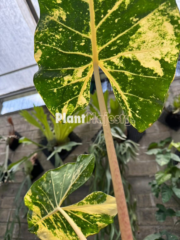 Alocasia Macrorrhizos New Guinea Gold, live Alocasia Macrorrhizos New Guinea Gold, live Alocasia Macrorrhizos New Guinea Gold plants, rare Alocasia Macrorrhizos New Guinea Gold, rare Alocasia Macrorrhizos New Guinea Gold live plants, tropical Alocasia Macrorrhizos New Guinea Gold live plants, wholesale Macrorrhizos New Guinea Gold, outdoor plant, indoor plants, winter plants, summer plants, spring plants, houseplants, rare Alocasia Macrorrhizos New Guinea Gold live plants, live Alocasia Macrorrhizos New Gui