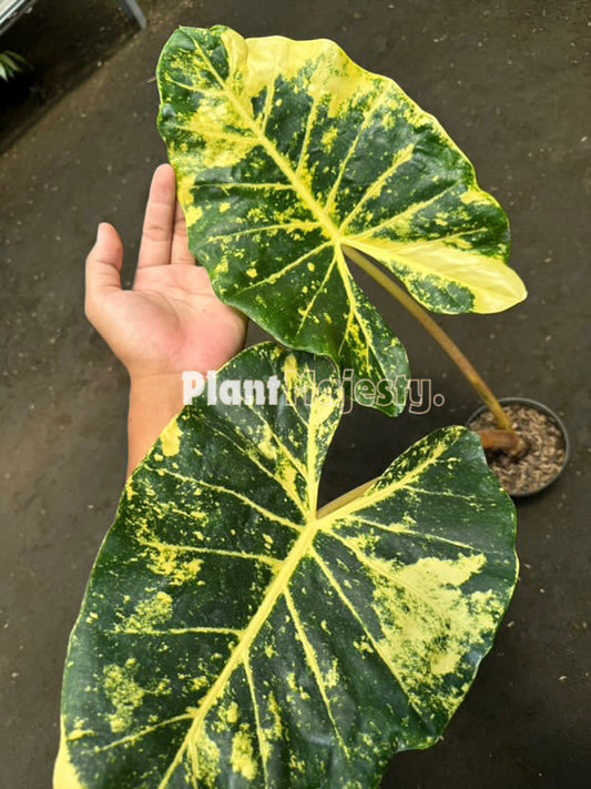 Alocasia Macrorrhizos New Guinea Gold, live Alocasia Macrorrhizos New Guinea Gold, live Alocasia Macrorrhizos New Guinea Gold plants, rare Alocasia Macrorrhizos New Guinea Gold, rare Alocasia Macrorrhizos New Guinea Gold live plants, tropical Alocasia Macrorrhizos New Guinea Gold live plants, wholesale Macrorrhizos New Guinea Gold, outdoor plant, indoor plants, winter plants, summer plants, spring plants, houseplants, rare Alocasia Macrorrhizos New Guinea Gold live plants, live Alocasia Macrorrhizos New Gui