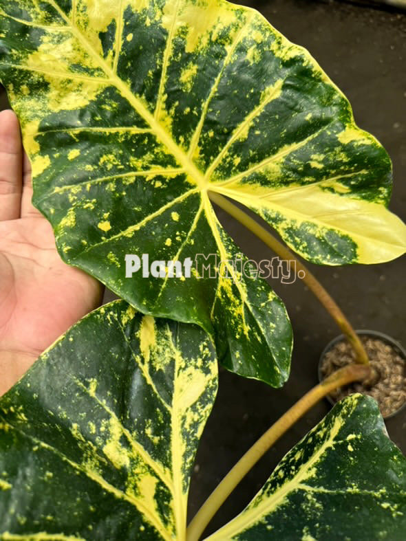 Alocasia Macrorrhizos New Guinea Gold, live Alocasia Macrorrhizos New Guinea Gold, live Alocasia Macrorrhizos New Guinea Gold plants, rare Alocasia Macrorrhizos New Guinea Gold, rare Alocasia Macrorrhizos New Guinea Gold live plants, tropical Alocasia Macrorrhizos New Guinea Gold live plants, wholesale Macrorrhizos New Guinea Gold, outdoor plant, indoor plants, winter plants, summer plants, spring plants, houseplants, rare Alocasia Macrorrhizos New Guinea Gold live plants, live Alocasia Macrorrhizos New Gui