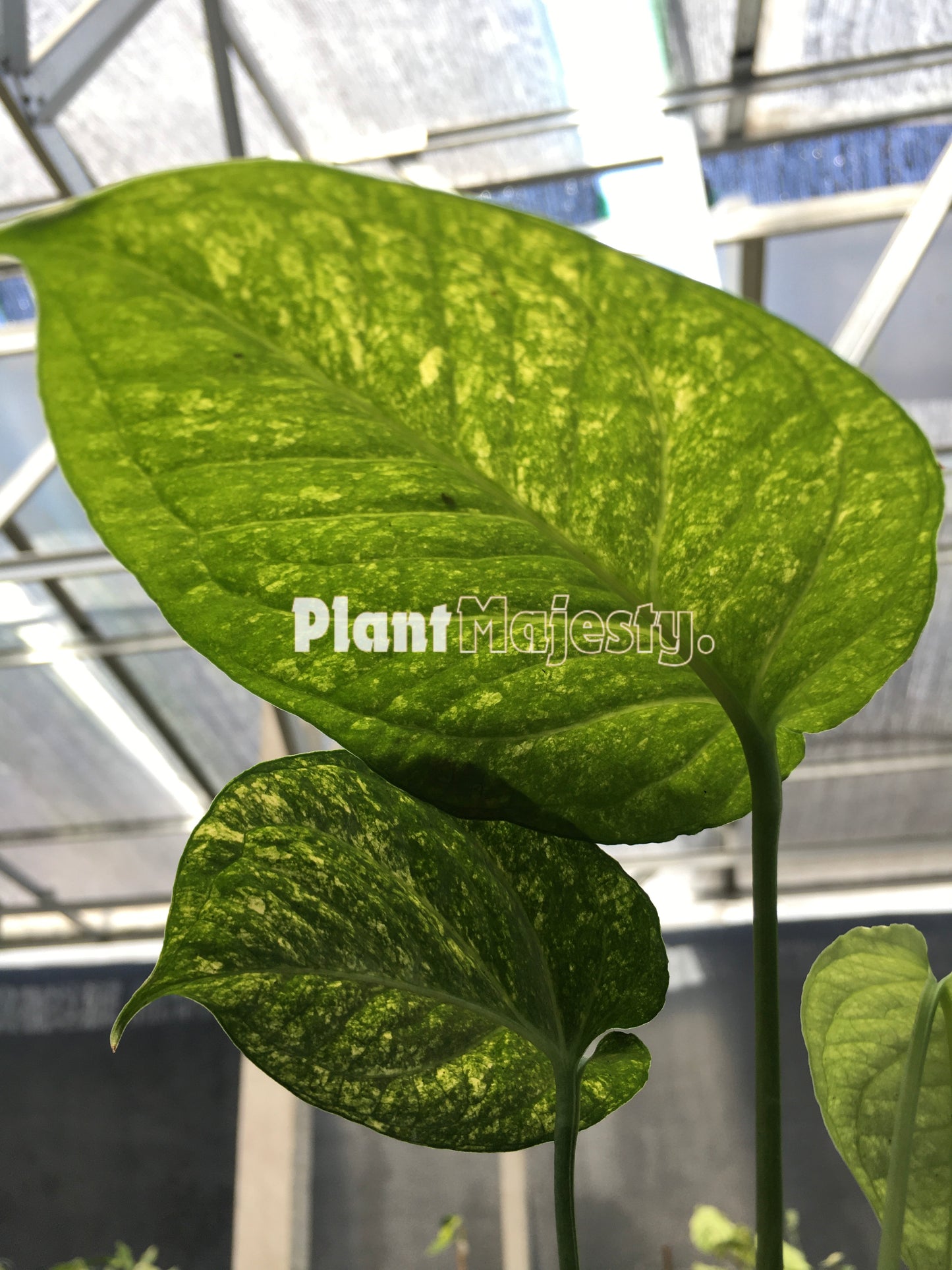 Amydrium Galaxy Variegated, live Amydrium Galaxy Variegated, live Amydrium Galaxy Variegated plants, rare Amydrium Galaxy Variegated, rare Amydrium Galaxy Variegated live plants, tropical Amydrium Galaxy Variegated live plants, wholesale Amydrium Galaxy Variegated, outdoor plant, indoor plants, winter plants, summer plants, spring plants, houseplants, rare Amydrium Galaxy Variegated live plants, live Amydrium Galaxy Variegated rare plants