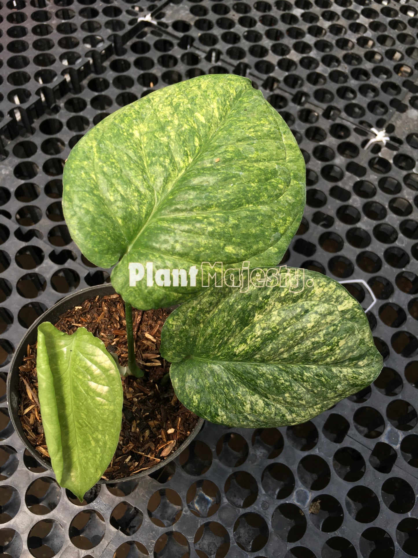 Amydrium Galaxy Variegated, live Amydrium Galaxy Variegated, live Amydrium Galaxy Variegated plants, rare Amydrium Galaxy Variegated, rare Amydrium Galaxy Variegated live plants, tropical Amydrium Galaxy Variegated live plants, wholesale Amydrium Galaxy Variegated, outdoor plant, indoor plants, winter plants, summer plants, spring plants, houseplants, rare Amydrium Galaxy Variegated live plants, live Amydrium Galaxy Variegated rare plants