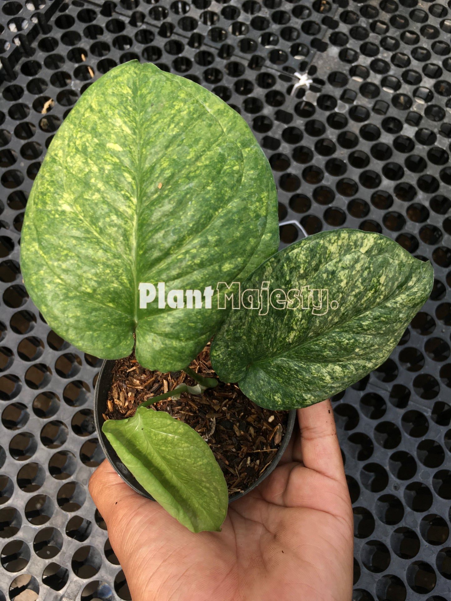 Amydrium Galaxy Variegated, live Amydrium Galaxy Variegated, live Amydrium Galaxy Variegated plants, rare Amydrium Galaxy Variegated, rare Amydrium Galaxy Variegated live plants, tropical Amydrium Galaxy Variegated live plants, wholesale Amydrium Galaxy Variegated, outdoor plant, indoor plants, winter plants, summer plants, spring plants, houseplants, rare Amydrium Galaxy Variegated live plants, live Amydrium Galaxy Variegated rare plants