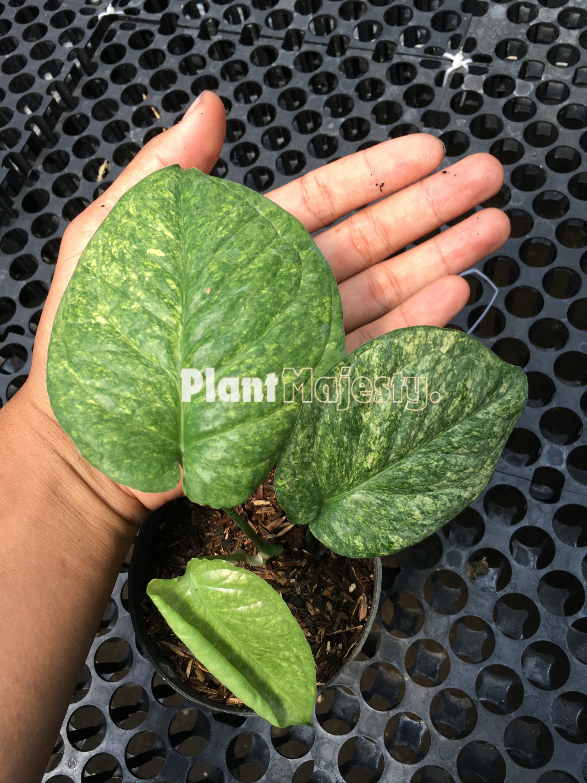 Amydrium Galaxy Variegated, live Amydrium Galaxy Variegated, live Amydrium Galaxy Variegated plants, rare Amydrium Galaxy Variegated, rare Amydrium Galaxy Variegated live plants, tropical Amydrium Galaxy Variegated live plants, wholesale Amydrium Galaxy Variegated, outdoor plant, indoor plants, winter plants, summer plants, spring plants, houseplants, rare Amydrium Galaxy Variegated live plants, live Amydrium Galaxy Variegated rare plants