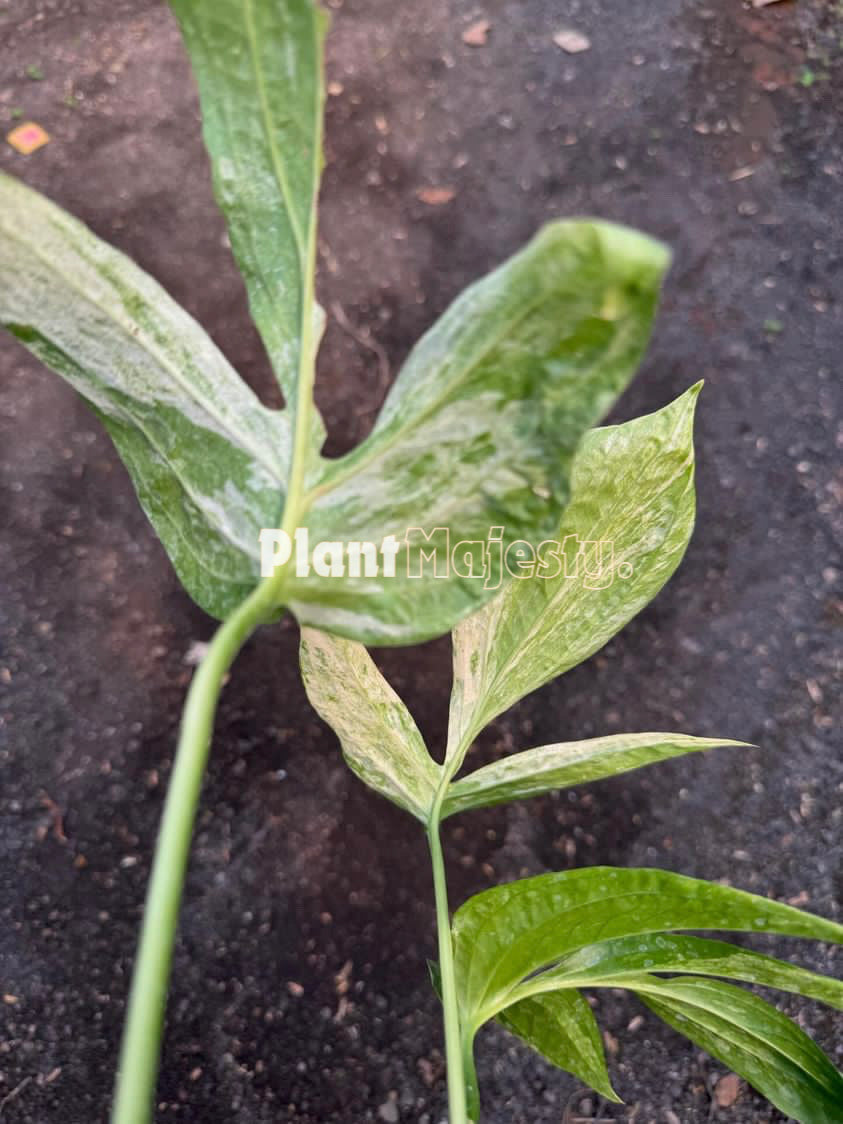 Amydrium Zippelianum Variegated, live Amydrium Zippelianum Variegated, live Amydrium Zippelianum Variegated plants, rare Amydrium Zippelianum Variegated, rare Amydrium Zippelianum Variegated live plants, tropical Amydrium Zippelianum Variegated live plants, wholesale Zippelianum Variegated, outdoor plant, indoor plants, winter plants, summer plants, spring plants, houseplants, rare Amydrium Zippelianum Variegated live plants, live Amydrium Zippelianum Variegated rare plants