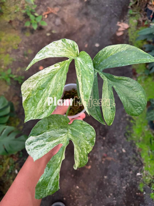 Amydrium Zippelianum Variegated, live Amydrium Zippelianum Variegated, live Amydrium Zippelianum Variegated plants, rare Amydrium Zippelianum Variegated, rare Amydrium Zippelianum Variegated live plants, tropical Amydrium Zippelianum Variegated live plants, wholesale Zippelianum Variegated, outdoor plant, indoor plants, winter plants, summer plants, spring plants, houseplants, rare Amydrium Zippelianum Variegated live plants, live Amydrium Zippelianum Variegated rare plants