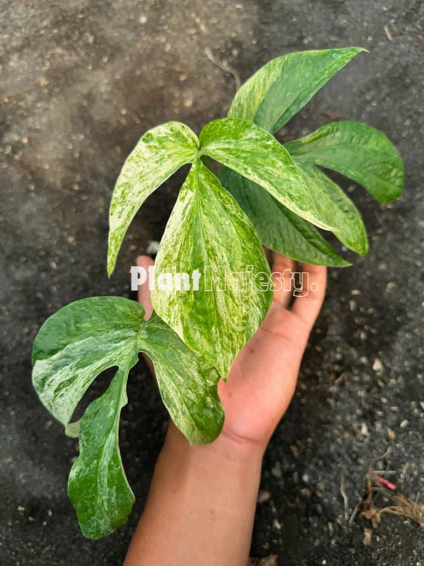 Amydrium Zippelianum Variegated, live Amydrium Zippelianum Variegated, live Amydrium Zippelianum Variegated plants, rare Amydrium Zippelianum Variegated, rare Amydrium Zippelianum Variegated live plants, tropical Amydrium Zippelianum Variegated live plants, wholesale Zippelianum Variegated, outdoor plant, indoor plants, winter plants, summer plants, spring plants, houseplants, rare Amydrium Zippelianum Variegated live plants, live Amydrium Zippelianum Variegated rare plants