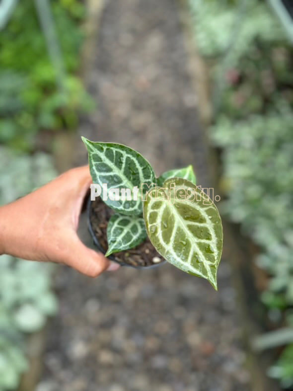 Anthurium  Angel Dream x Anthurium HU, wholesale plants, live anthurium Angel Dream x Anthurium HU plants, live anthurium Angel Dream x Anthurium HU, rare anthurium Angel Dream x Anthurium HU, rare plants, tropical plants, houseplants, indoor plants, outdoor plants, anthurium Angel Dream x Anthurium HU live plants, hybrid plants, anthurium Angel Dream x Anthurium HU plants