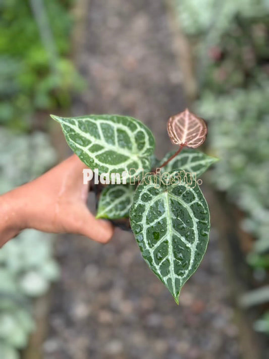 Anthurium  Angel Dream x Anthurium HU, wholesale plants, live anthurium Angel Dream x Anthurium HU plants, live anthurium Angel Dream x Anthurium HU, rare anthurium Angel Dream x Anthurium HU, rare plants, tropical plants, houseplants, indoor plants, outdoor plants, anthurium Angel Dream x Anthurium HU live plants, hybrid plants, anthurium Angel Dream x Anthurium HU plants