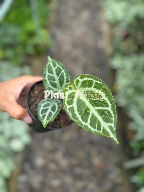 Anthurium  Angel Dream x Anthurium HU, wholesale plants, live anthurium Angel Dream x Anthurium HU plants, live anthurium Angel Dream x Anthurium HU, rare anthurium Angel Dream x Anthurium HU, rare plants, tropical plants, houseplants, indoor plants, outdoor plants, anthurium Angel Dream x Anthurium HU live plants, hybrid plants, anthurium Angel Dream x Anthurium HU plants