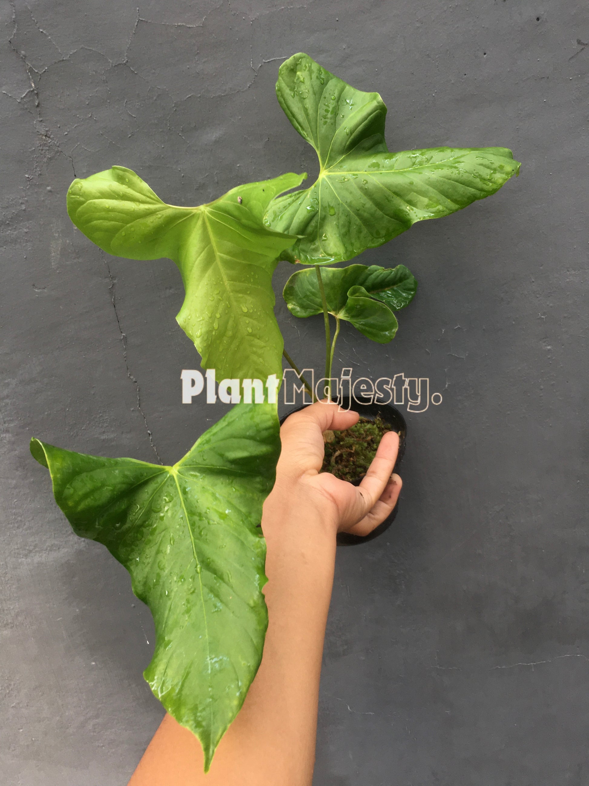 Anthurium  Balaoanum, wholesale plants, live anthurium Balaoanum plants, live anthurium Balaoanum, rare anthurium Balaoanum, rare plants, tropical plants, houseplants, indoor plants, outdoor plants, anthurium Balaoanum plants, hybrid plants, anthurium Balaoanum plants