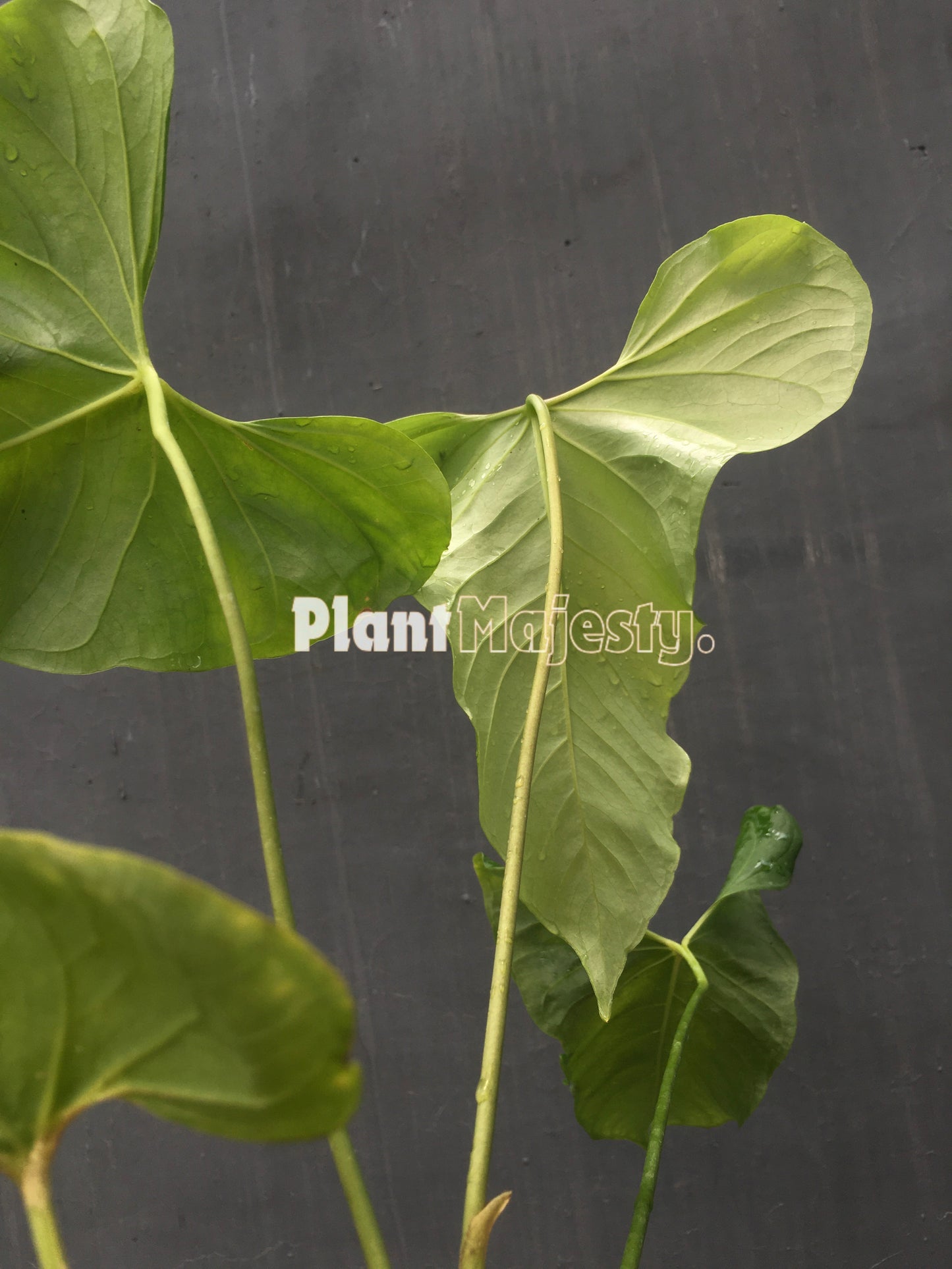 Anthurium  Balaoanum, wholesale plants, live anthurium Balaoanum plants, live anthurium Balaoanum, rare anthurium Balaoanum, rare plants, tropical plants, houseplants, indoor plants, outdoor plants, anthurium Balaoanum plants, hybrid plants, anthurium Balaoanum plants