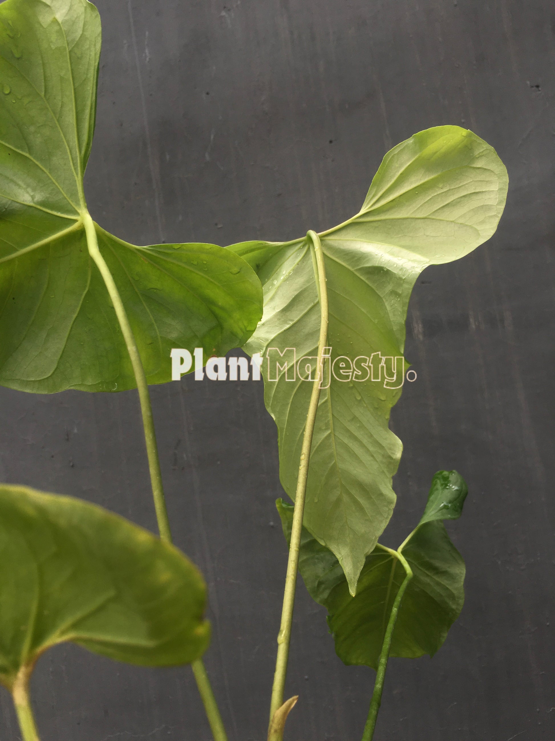 Anthurium  Balaoanum, wholesale plants, live anthurium Balaoanum plants, live anthurium Balaoanum, rare anthurium Balaoanum, rare plants, tropical plants, houseplants, indoor plants, outdoor plants, anthurium Balaoanum plants, hybrid plants, anthurium Balaoanum plants