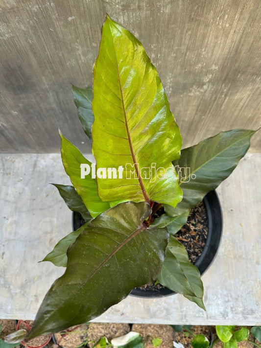 Anthurium  Black Beauty, wholesale plants, live anthurium Black Beauty plants, live anthurium Black Beauty, rare anthurium Black Beauty, rare plants, tropical plants, houseplants, indoor plants, outdoor plants, anthurium Black Beauty plants, hybrid plants, anthurium Black Beauty plants