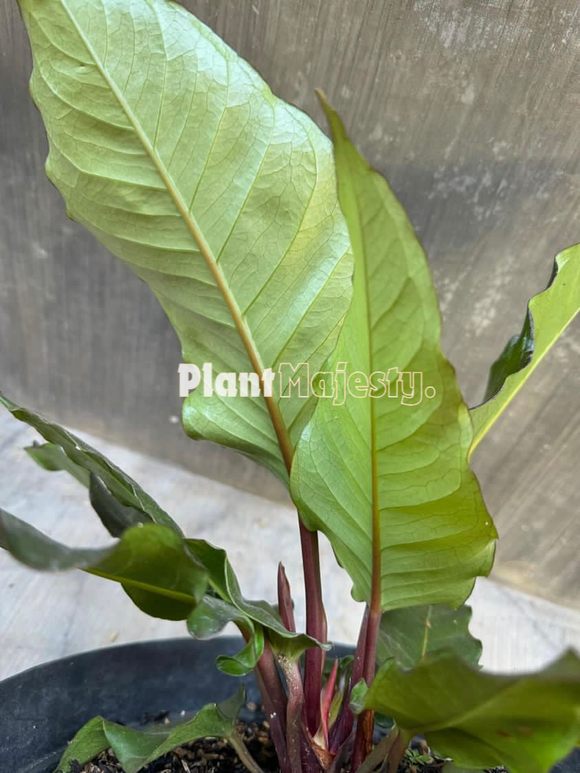 Anthurium  Black Beauty, wholesale plants, live anthurium Black Beauty plants, live anthurium Black Beauty, rare anthurium Black Beauty, rare plants, tropical plants, houseplants, indoor plants, outdoor plants, anthurium Black Beauty plants, hybrid plants, anthurium Black Beauty plants