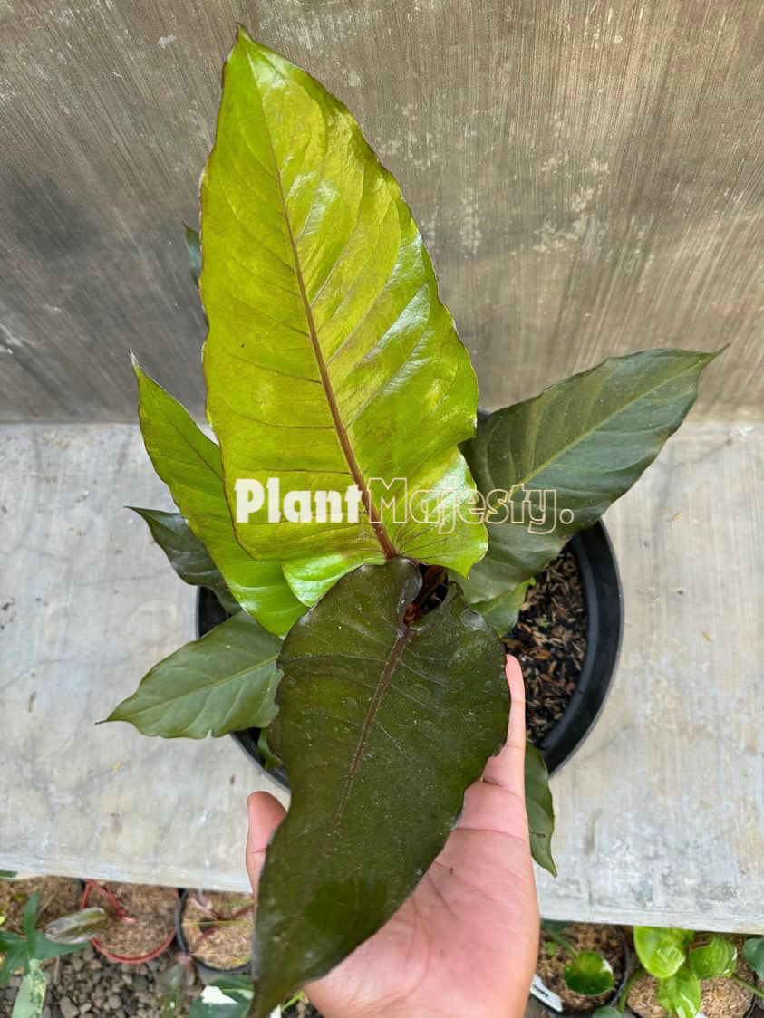 Anthurium  Black Beauty, wholesale plants, live anthurium Black Beauty plants, live anthurium Black Beauty, rare anthurium Black Beauty, rare plants, tropical plants, houseplants, indoor plants, outdoor plants, anthurium Black Beauty plants, hybrid plants, anthurium Black Beauty plants