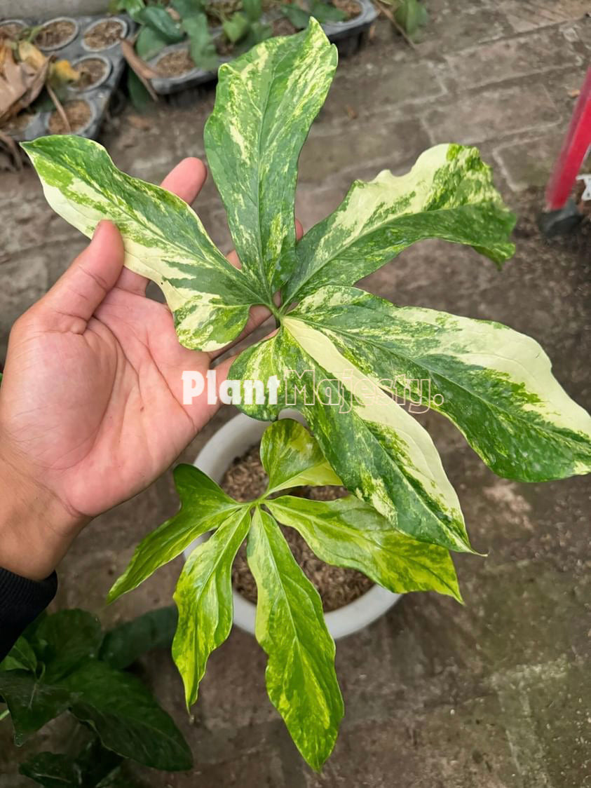 Anthurium  Clavigerum Variegtaed, wholesale plants, live anthurium Clavigerum Variegtaed plants, live anthurium Clavigerum Variegtaed, rare anthurium Clavigerum Variegtaed  , rare plants, tropical plants, houseplants, indoor plants, outdoor plants, anthurium Clavigerum Variegtaed plants, hybrid plants, anthurium Clavigerum Variegtaed  plants