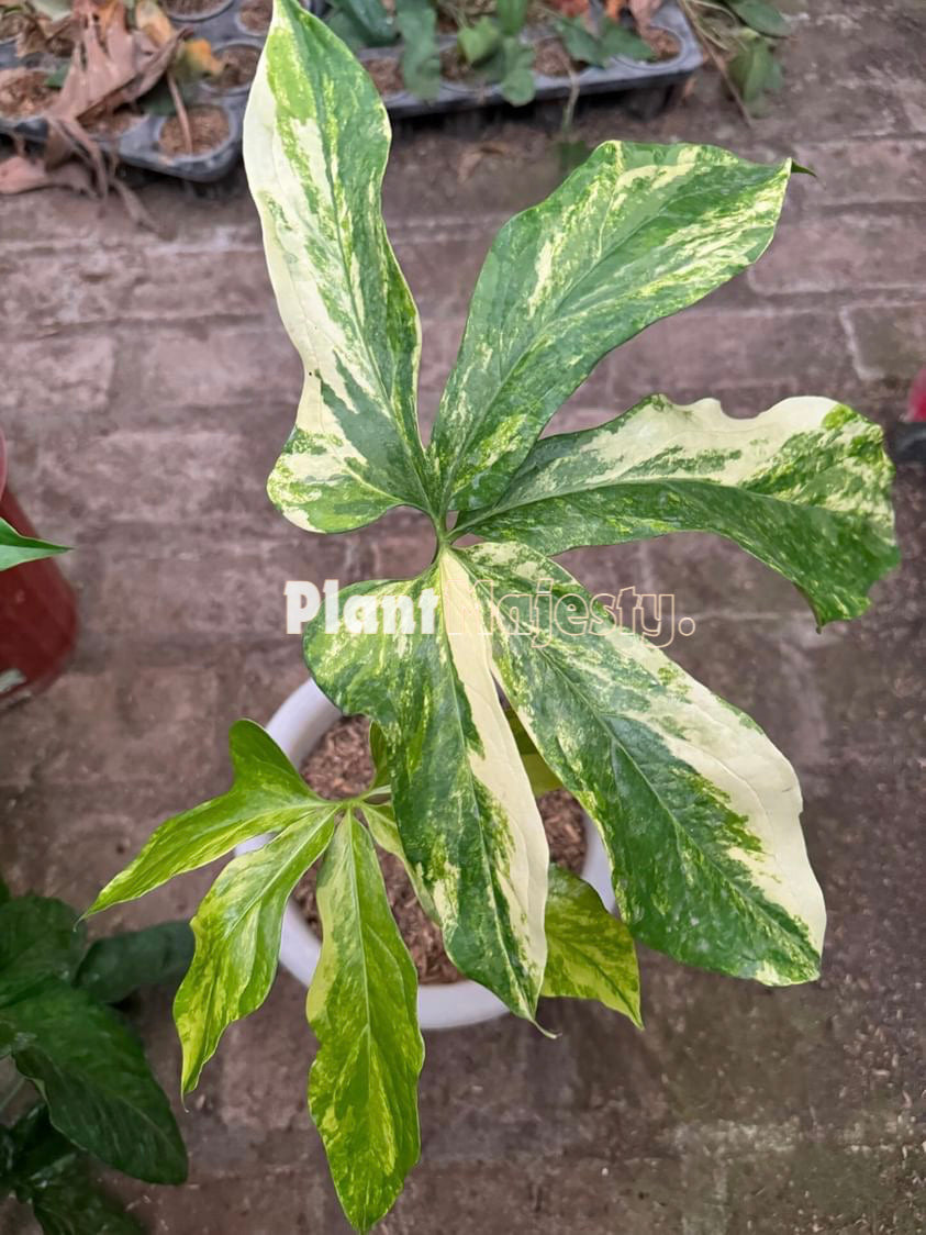 Anthurium  Clavigerum Variegtaed, wholesale plants, live anthurium Clavigerum Variegtaed plants, live anthurium Clavigerum Variegtaed, rare anthurium Clavigerum Variegtaed  , rare plants, tropical plants, houseplants, indoor plants, outdoor plants, anthurium Clavigerum Variegtaed plants, hybrid plants, anthurium Clavigerum Variegtaed  plants