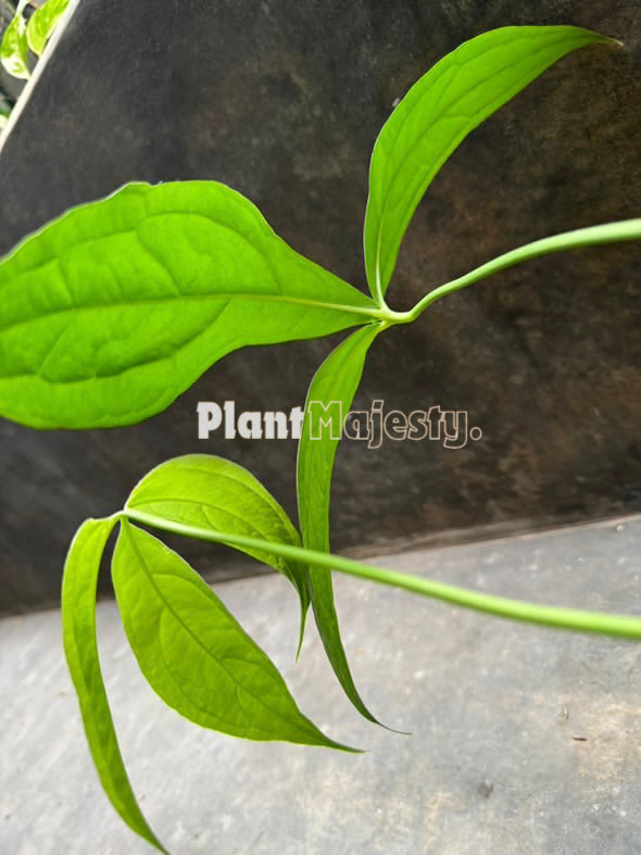 Anthurium  Clavigerum, wholesale plants, live anthurium Clavigerum Medium plants, live anthurium Clavigerum Medium, rare anthurium Clavigerum Medium, rare plants, tropical plants, houseplants, indoor plants, outdoor plants, anthurium Clavigerum Medium plants, hybrid plants, anthurium Clavigerum Medium plants