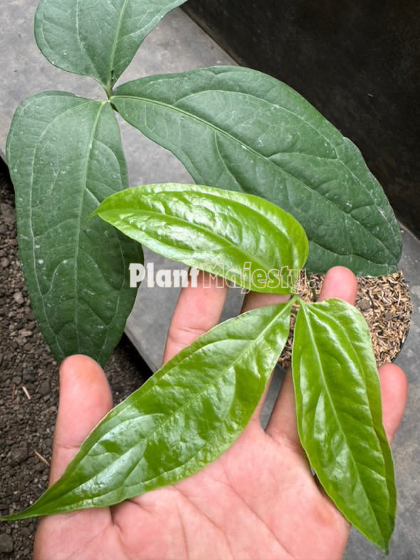 Anthurium  Clavigerum, wholesale plants, live anthurium Clavigerum Medium plants, live anthurium Clavigerum Medium, rare anthurium Clavigerum Medium, rare plants, tropical plants, houseplants, indoor plants, outdoor plants, anthurium Clavigerum Medium plants, hybrid plants, anthurium Clavigerum Medium plants