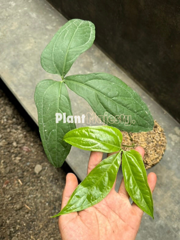 Anthurium  Clavigerum, wholesale plants, live anthurium Clavigerum Medium plants, live anthurium Clavigerum Medium, rare anthurium Clavigerum Medium, rare plants, tropical plants, houseplants, indoor plants, outdoor plants, anthurium Clavigerum Medium plants, hybrid plants, anthurium Clavigerum Medium plants