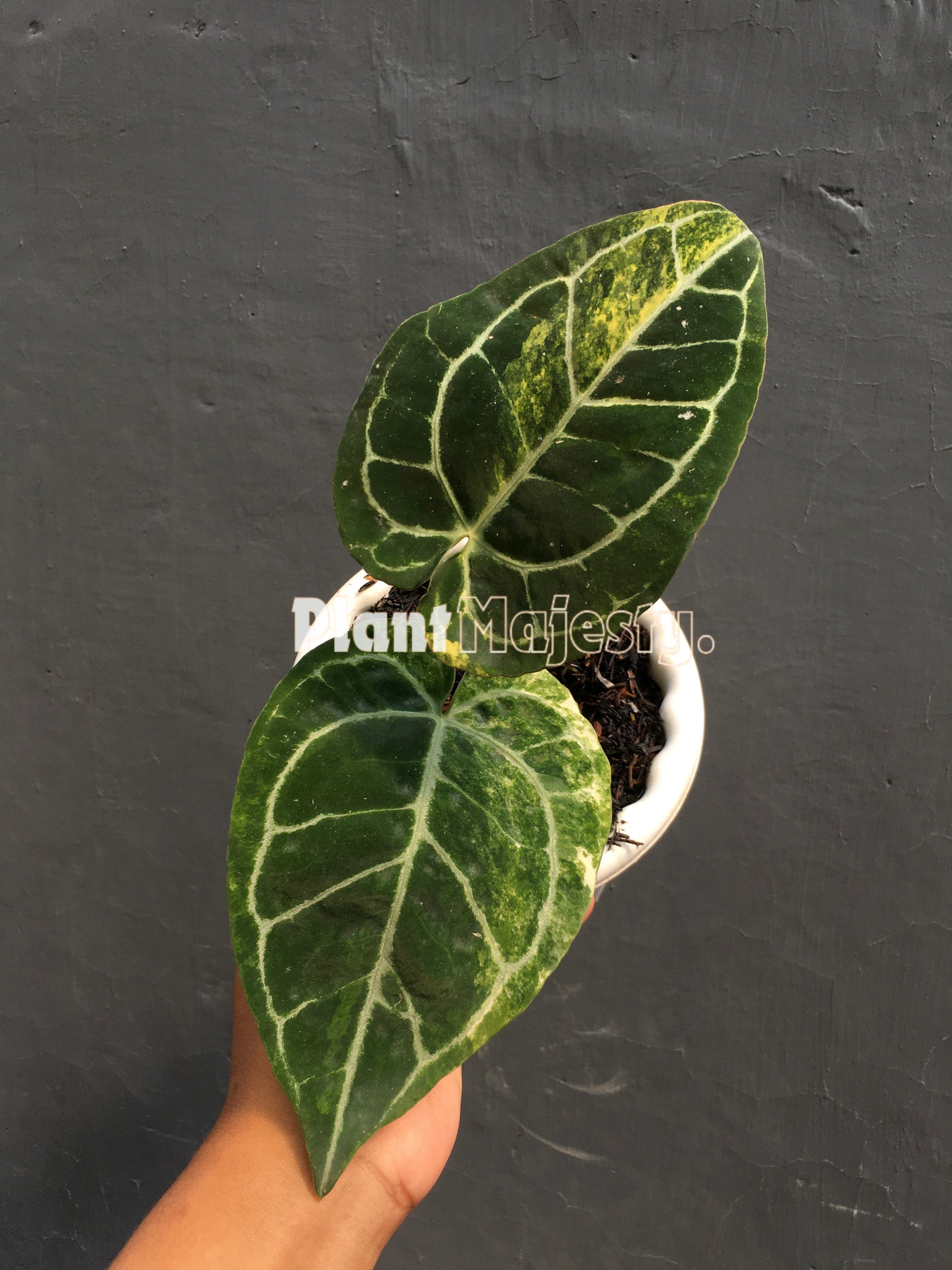 Anthurium  Crystallinum Variegated, wholesale plants, live anthurium Crystallinum Variegated plants, live anthurium Crystallinum Variegated, rare anthurium Crystallinum Variegated, rare plants, tropical plants, houseplants, indoor plants, outdoor plants, anthurium Crystallinum Variegated plants, hybrid plants, anthurium Crystallinum Variegated plants