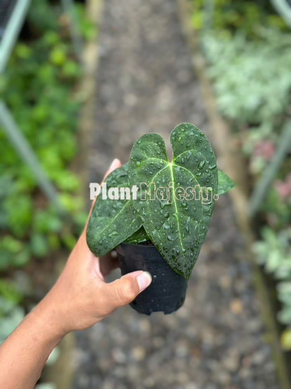 Anthurium  Dark Phonix, wholesale plants, live anthurium Dark Phonix plants, live anthurium Dark Phonix, rare anthurium Dark Phonix, rare plants, tropical plants, houseplants, indoor plants, outdoor plants, anthurium Dark Phonix plants, hybrid plants, anthurium Dark Phonix plants