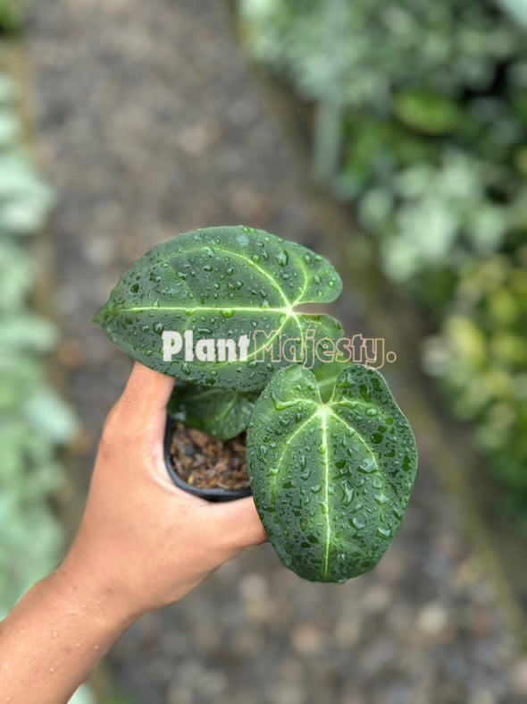 Anthurium  Dark Phonix, wholesale plants, live anthurium Dark Phonix plants, live anthurium Dark Phonix, rare anthurium Dark Phonix, rare plants, tropical plants, houseplants, indoor plants, outdoor plants, anthurium Dark Phonix plants, hybrid plants, anthurium Dark Phonix plants