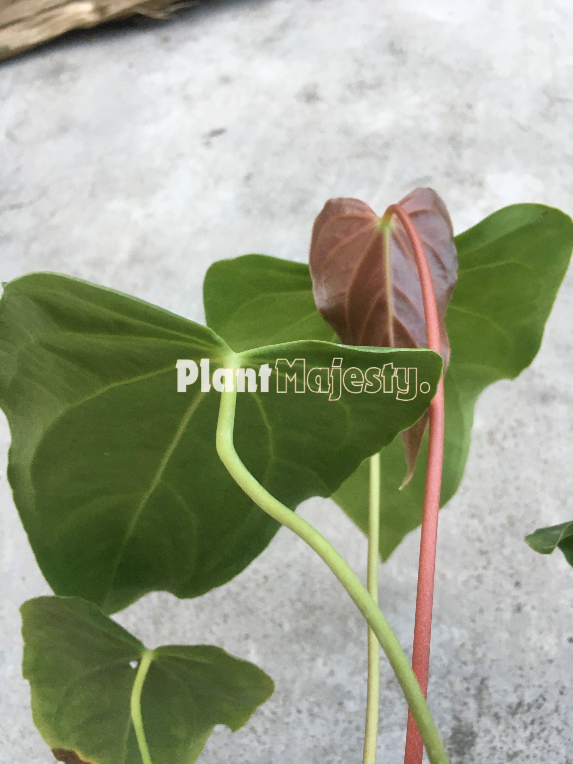 Anthurium  Green Mamba, wholesale plants, live anthurium Green Mamba, live anthurium Green Mamba, rare anthurium Green Mamba, rare plants, tropical plants, houseplants, indoor plants, outdoor plants, anthurium Green Mamba plants, hybrid plants, anthurium Green Mamba plants