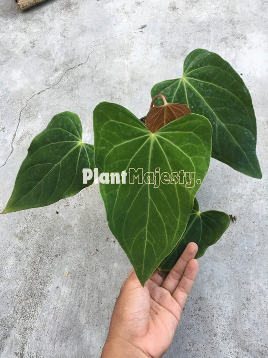 Anthurium  Green Mamba, wholesale plants, live anthurium Green Mamba, live anthurium Green Mamba, rare anthurium Green Mamba, rare plants, tropical plants, houseplants, indoor plants, outdoor plants, anthurium Green Mamba plants, hybrid plants, anthurium Green Mamba plants