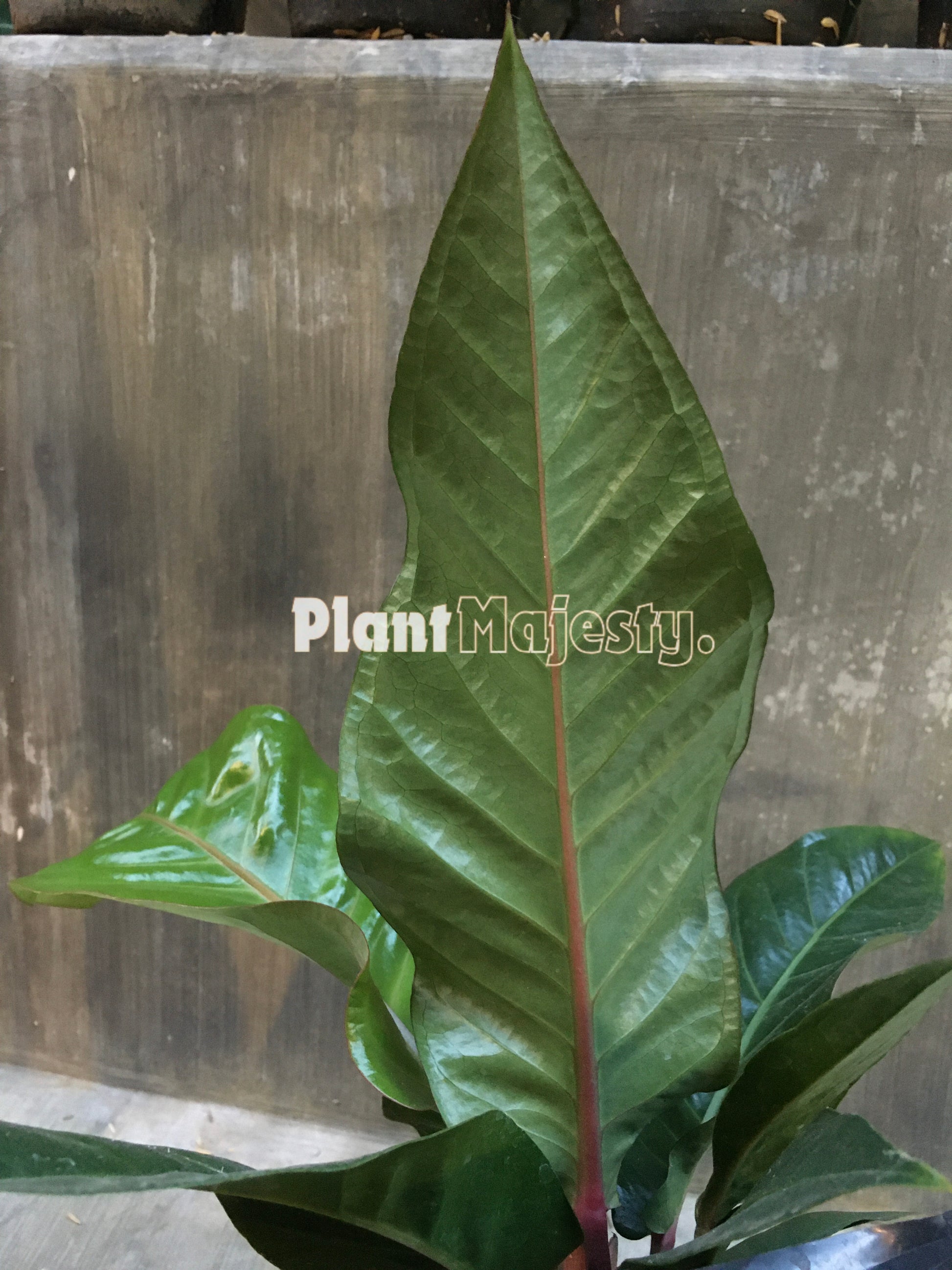 Anthurium  Hokeri Black, wholesale plants, live anthurium Hokeri Black, live anthurium Hokeri Black, rare anthurium Hokeri Black, rare plants, tropical plants, houseplants, indoor plants, outdoor plants, anthurium Hokeri Black plants, hybrid plants, anthurium Hokeri Black plants