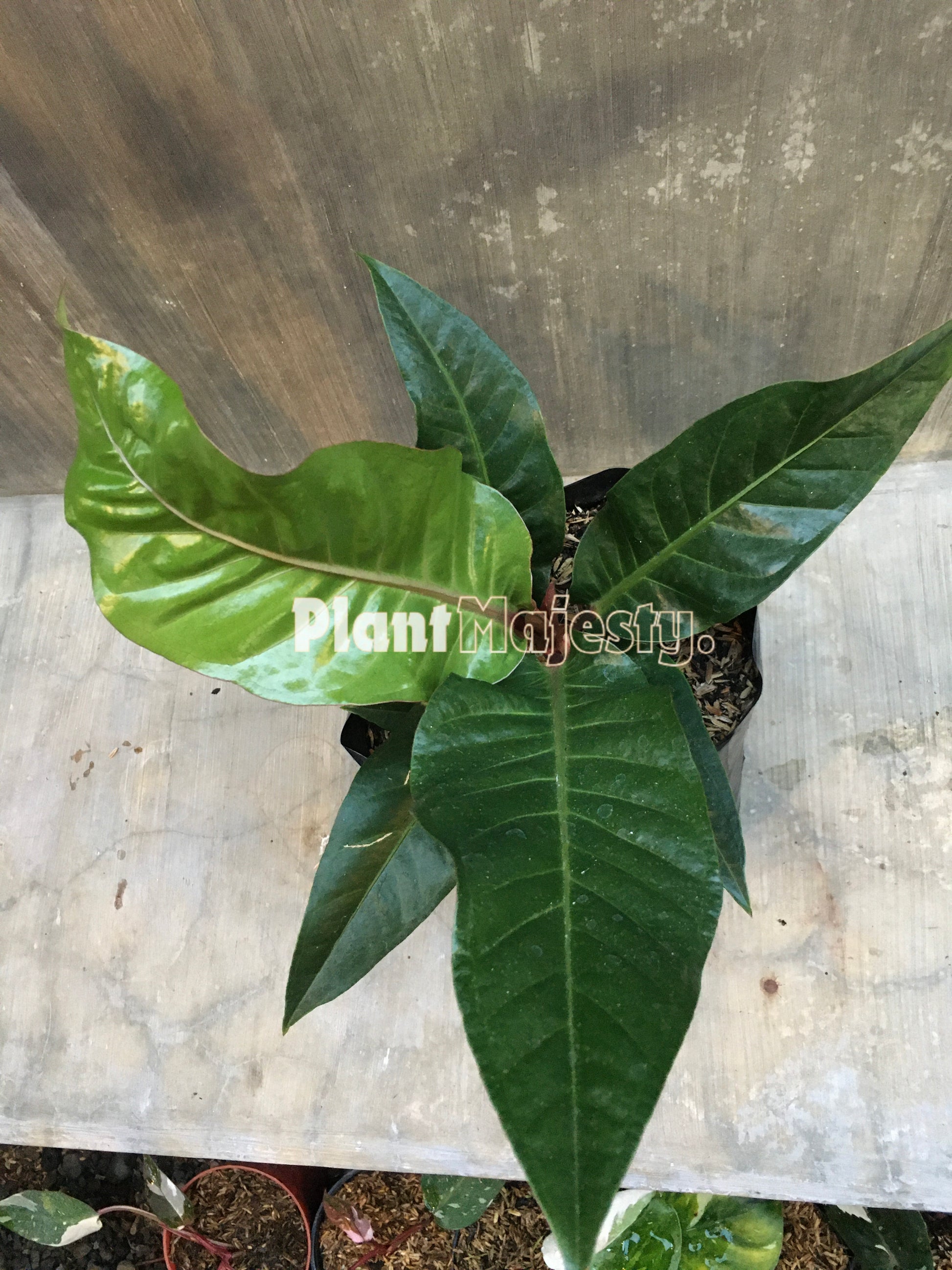 Anthurium  Hokeri Black, wholesale plants, live anthurium Hokeri Black, live anthurium Hokeri Black, rare anthurium Hokeri Black, rare plants, tropical plants, houseplants, indoor plants, outdoor plants, anthurium Hokeri Black plants, hybrid plants, anthurium Hokeri Black plants