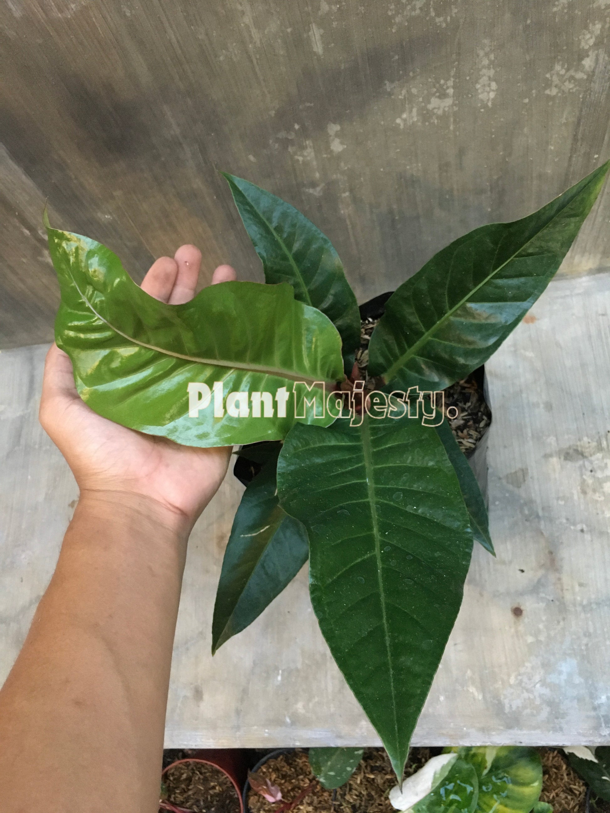 Anthurium  Hokeri Black, wholesale plants, live anthurium Hokeri Black, live anthurium Hokeri Black, rare anthurium Hokeri Black, rare plants, tropical plants, houseplants, indoor plants, outdoor plants, anthurium Hokeri Black plants, hybrid plants, anthurium Hokeri Black plants