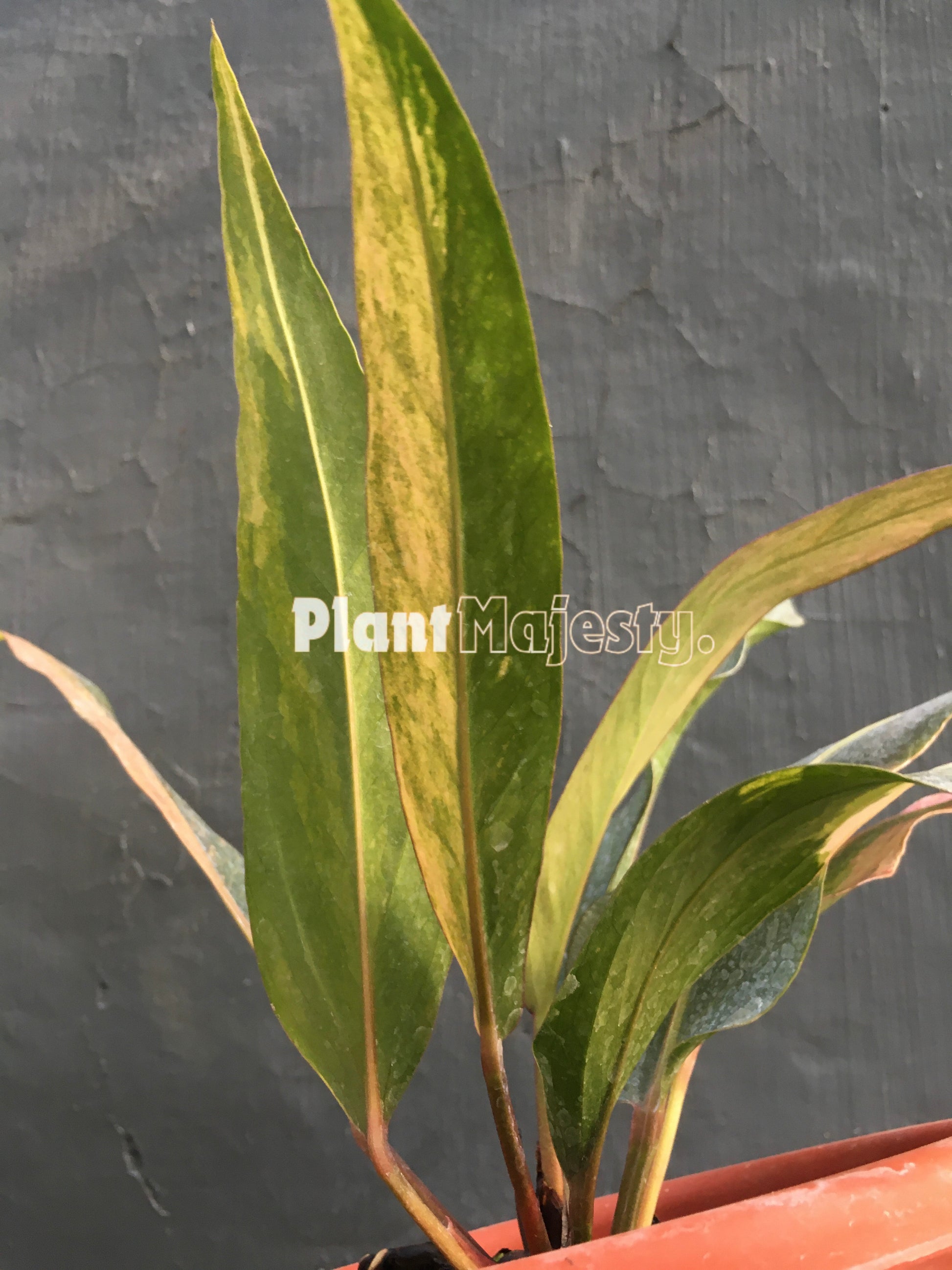 Anthurium  Hokeri Pink, wholesale plants, live anthurium Hokeri Pink, live anthurium Hokeri Pink, rare anthurium Hokeri Pink, rare plants, tropical plants, houseplants, indoor plants, outdoor plants, anthurium Hokeri Pink plants, hybrid plants, anthurium Hokeri Pink plants