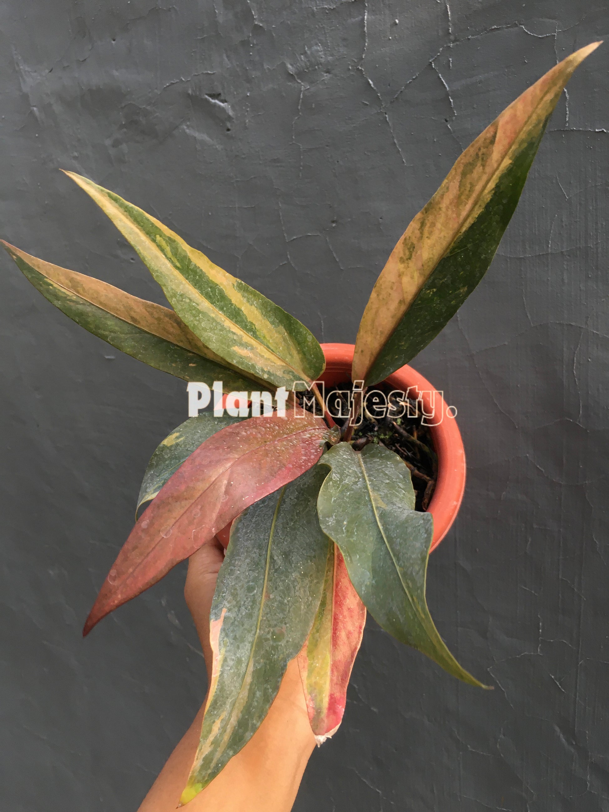 Anthurium  Hokeri Pink, wholesale plants, live anthurium Hokeri Pink, live anthurium Hokeri Pink, rare anthurium Hokeri Pink, rare plants, tropical plants, houseplants, indoor plants, outdoor plants, anthurium Hokeri Pink plants, hybrid plants, anthurium Hokeri Pink plants