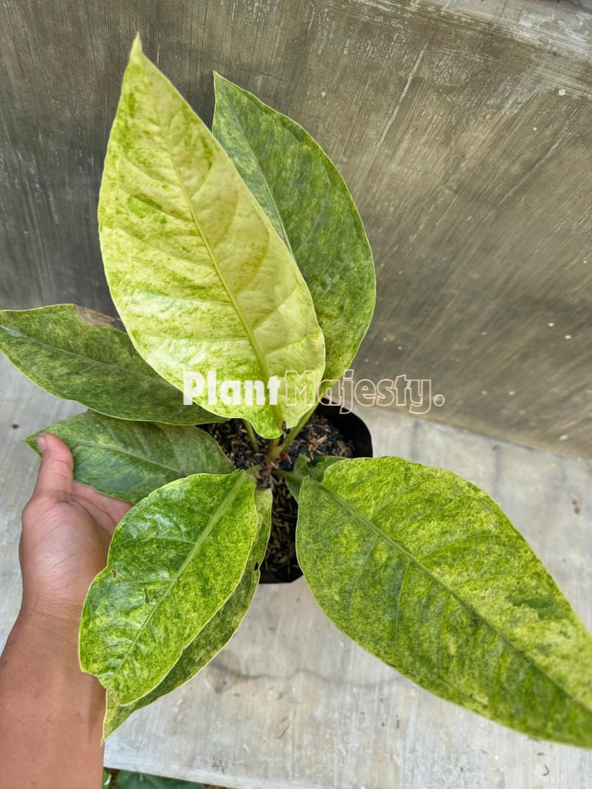 Anthurium Hokeri Variegated Mint, wholesale plants, live anthurium Hokeri Variegated Mint  plants, live anthurium Hokeri Variegated Mint , rare anthurium Hokeri Variegated Mint, rare plants, tropical plants, houseplants, indoor plants, outdoor plants, anthurium Hokeri Variegated Mint  live plants, hybrid plants, anthurium Hokeri Variegated Mint hybrid plants