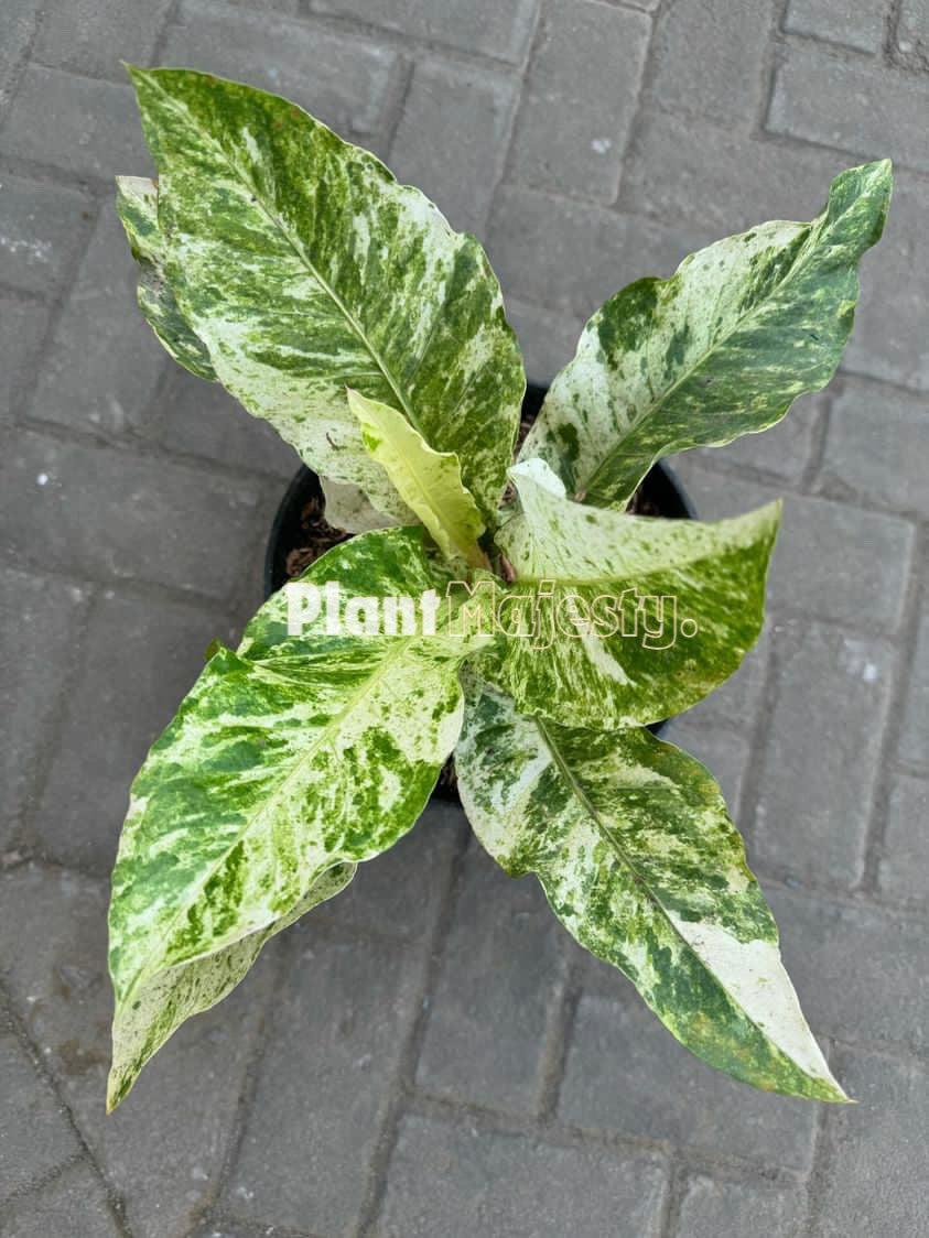 Anthurium  Hokeri Variegated, wholesale plants, live anthurium Hokeri Variegated, live anthurium Hokeri Variegated, rare anthurium Hokeri Variegated, rare plants, tropical plants, houseplants, indoor plants, outdoor plants, anthurium Hokeri Variegated plants, hybrid plants, anthurium Hokeri Variegated plants