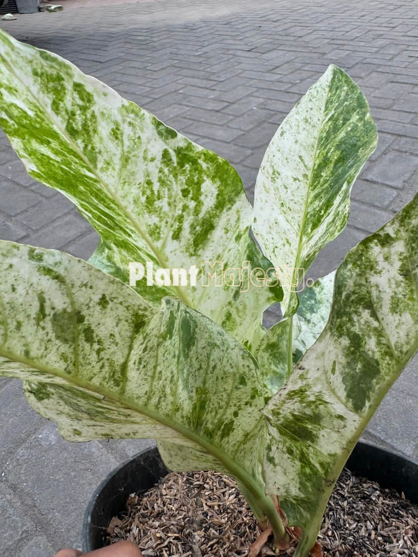 Anthurium  Hokeri Variegated, wholesale plants, live anthurium Hokeri Variegated, live anthurium Hokeri Variegated, rare anthurium Hokeri Variegated, rare plants, tropical plants, houseplants, indoor plants, outdoor plants, anthurium Hokeri Variegated plants, hybrid plants, anthurium Hokeri Variegated plants