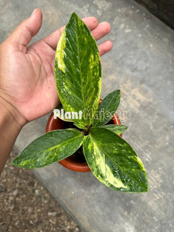 Anthurium Jemanii Variegated  , wholesale plants, live Anthurium Jemanii Variegated  plants, live Anthurium Jemanii Variegated, rare Anthurium Jemanii Variegated, rare plants, tropical plants, houseplants, indoor plants, outdoor plants, Anthurium Jemanii Variegated  live plants, hybrid plants, Anthurium Jemanii Variegated hybrid plants