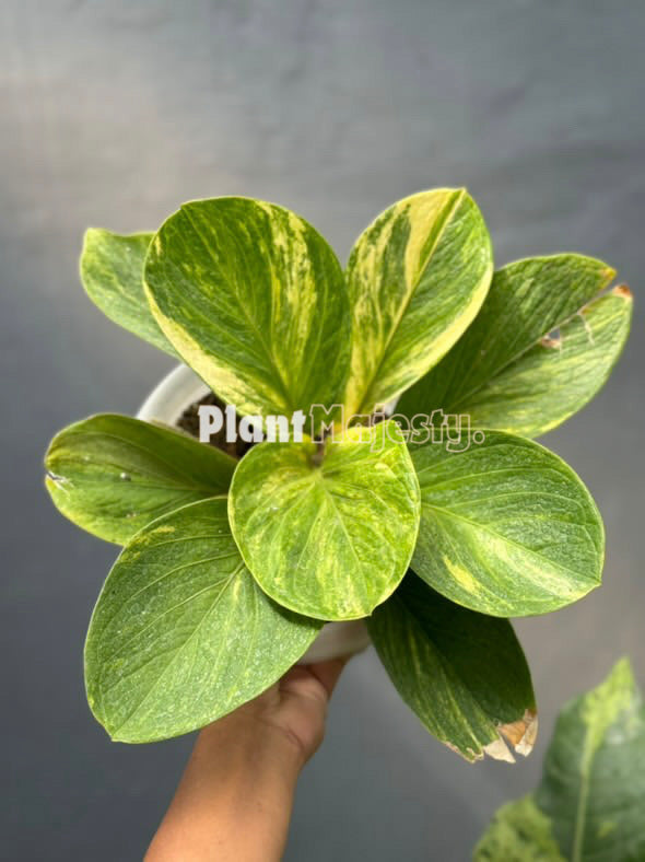 Anthurium Jemanii Variegated Large, wholesale plants, live anthurium Jemanii Variegated Large plants, live anthurium Jemanii Variegated Large, rare anthuriumJemanii Variegated Large, rare plants, tropical plants, houseplants, indoor plants, outdoor plants, anthuriumJemanii Variegated Large live plants, hybrid plants, anthurium Jemanii Variegated Large hybrid plants