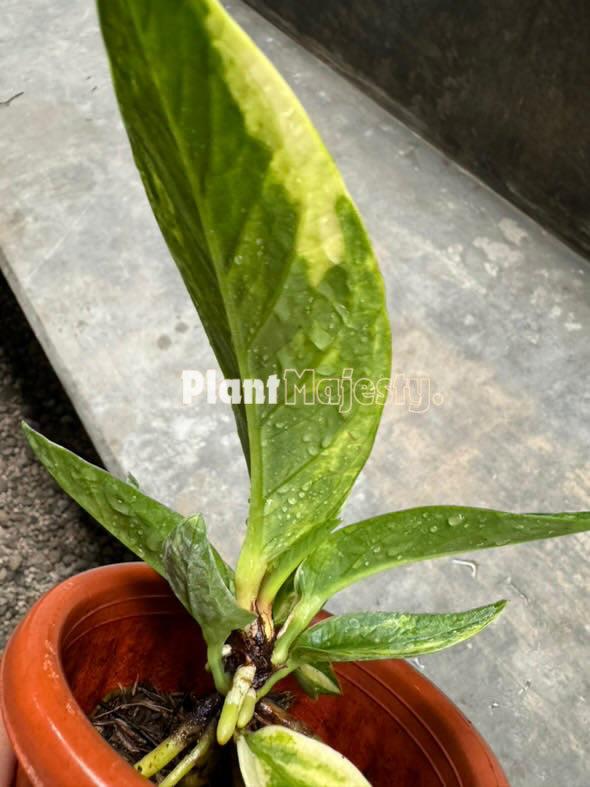 Anthurium Jemanii Variegated  , wholesale plants, live Anthurium Jemanii Variegated  plants, live Anthurium Jemanii Variegated, rare Anthurium Jemanii Variegated, rare plants, tropical plants, houseplants, indoor plants, outdoor plants, Anthurium Jemanii Variegated  live plants, hybrid plants, Anthurium Jemanii Variegated hybrid plants