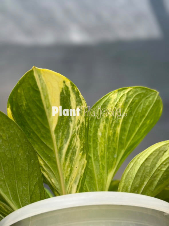 Anthurium Jemanii Variegated Large, wholesale plants, live anthurium Jemanii Variegated Large plants, live anthurium Jemanii Variegated Large, rare anthuriumJemanii Variegated Large, rare plants, tropical plants, houseplants, indoor plants, outdoor plants, anthuriumJemanii Variegated Large live plants, hybrid plants, anthurium Jemanii Variegated Large hybrid plants