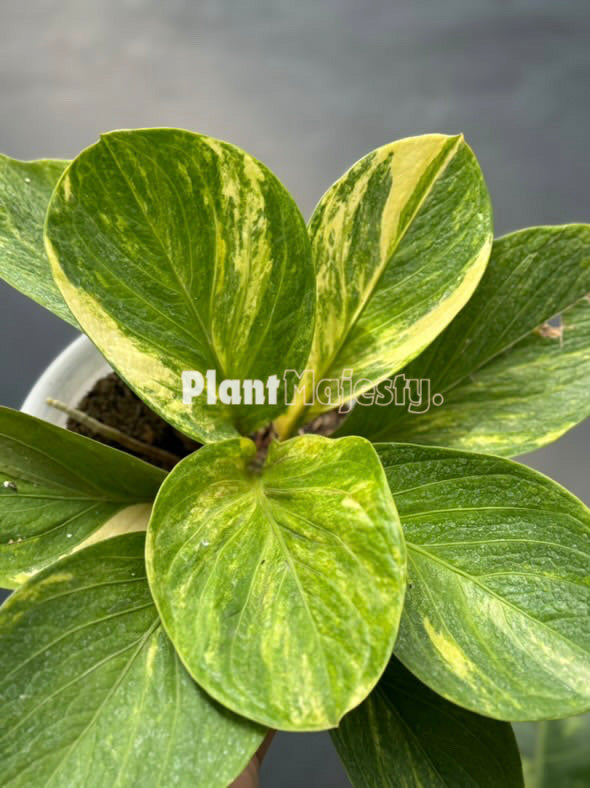 Anthurium Jemanii Variegated Large, wholesale plants, live anthurium Jemanii Variegated Large plants, live anthurium Jemanii Variegated Large, rare anthuriumJemanii Variegated Large, rare plants, tropical plants, houseplants, indoor plants, outdoor plants, anthuriumJemanii Variegated Large live plants, hybrid plants, anthurium Jemanii Variegated Large hybrid plants